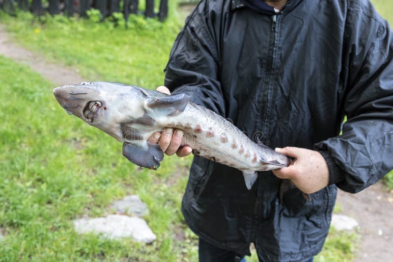 O homem guarda peixes recentemente travados em suas mãos foto de stock O homem guarda peixes recentemente travados em suas mãos foto de stock