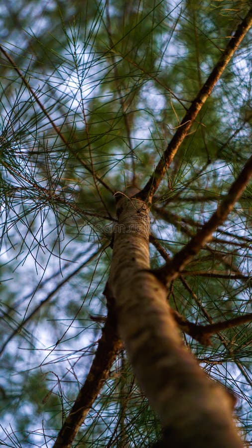 O imagine cu susul în sus a unui copac casuarina equisetifolia stock photo