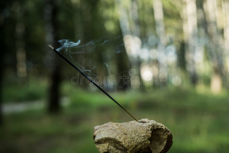 O incenso indiano iluminou a vara de fumo contra a floresta imagem de stock royalty free O incenso indiano iluminou a vara de fumo contra a floresta imagem de stock royalty free