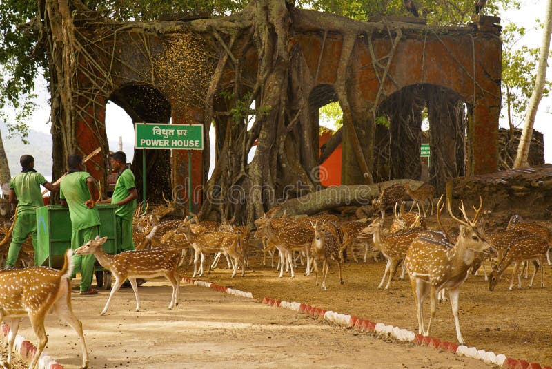 O indiano manchou a linha central chital ou cheetal dos cervos da linha central em Ross Island, Andaman foto de stock royalty free O indiano manchou a linha central chital ou cheetal dos cervos da linha central em Ross Island, Andaman foto de stock royalty free