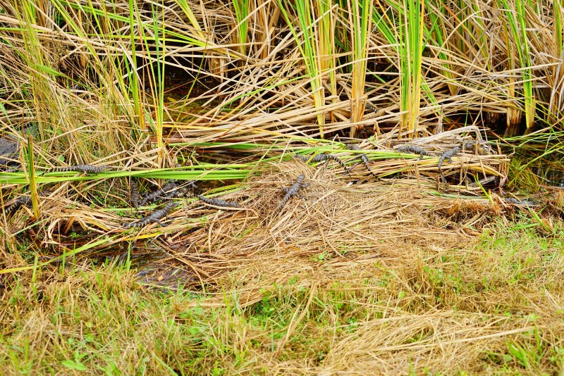 O jacaré do bebê está dormindo fotos de stock