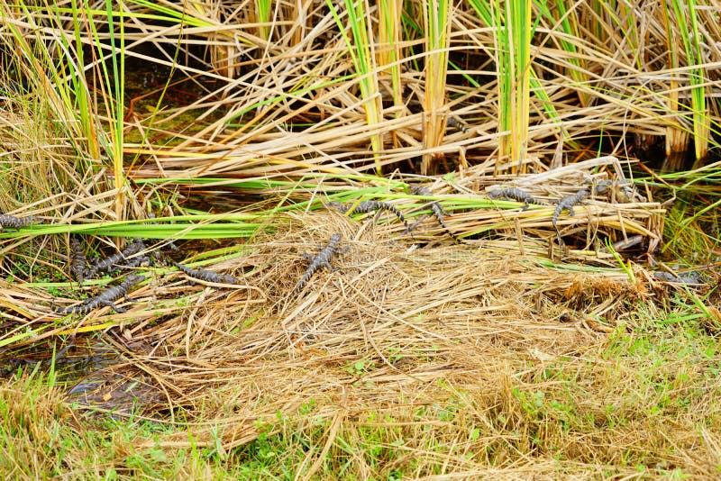 O jacaré do bebê está dormindo fotografia de stock royalty free