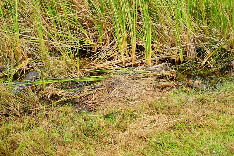 O jacaré do bebê está dormindo foto de stock