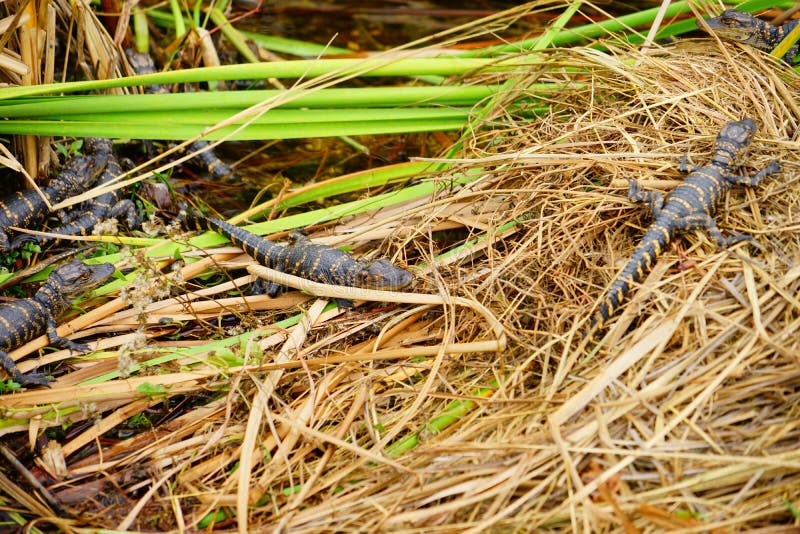 O jacaré do bebê está dormindo imagem de stock
