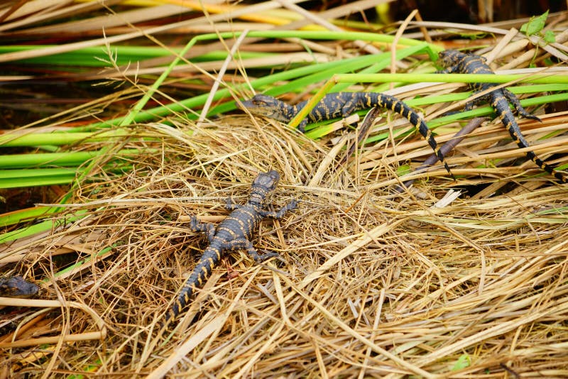O jacaré do bebê está dormindo imagem de stock royalty free