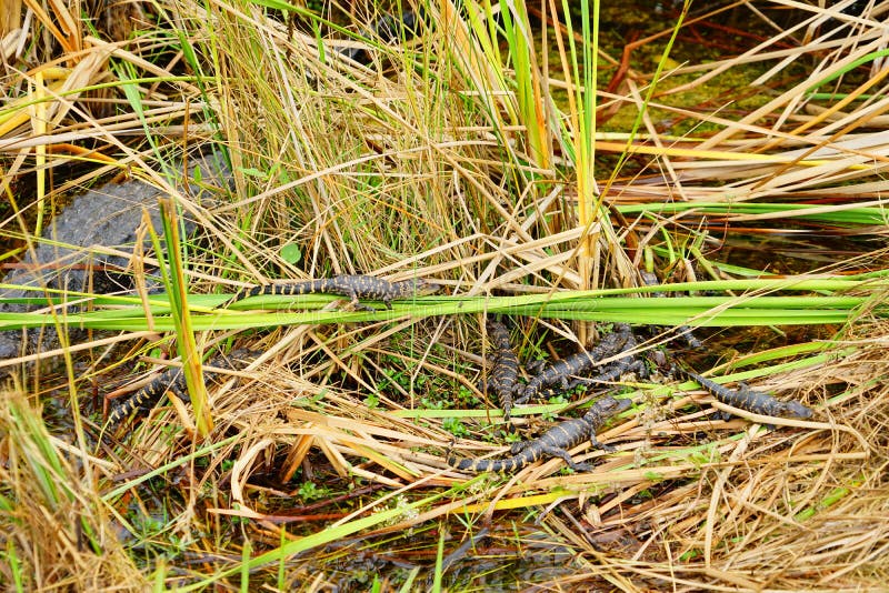 O jacaré do bebê está dormindo fotos de stock royalty free