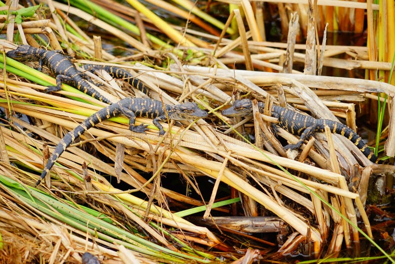 O jacaré do bebê está dormindo imagem de stock