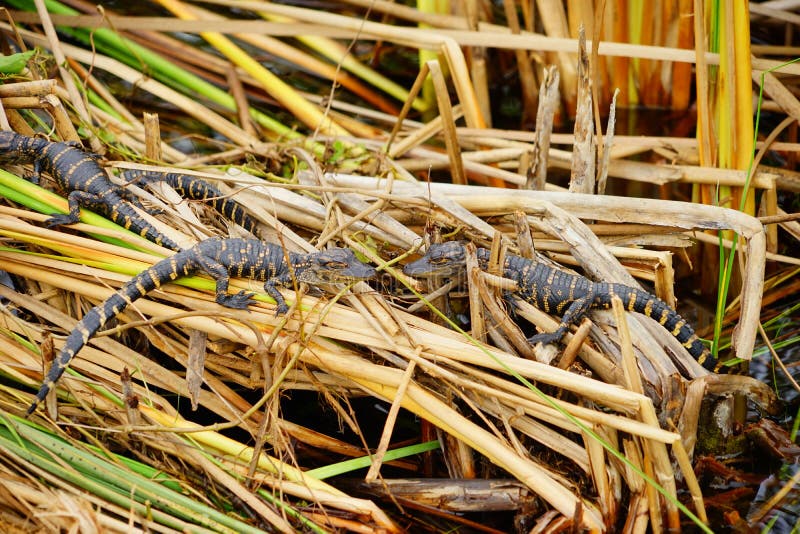 O jacaré do bebê está dormindo fotografia de stock