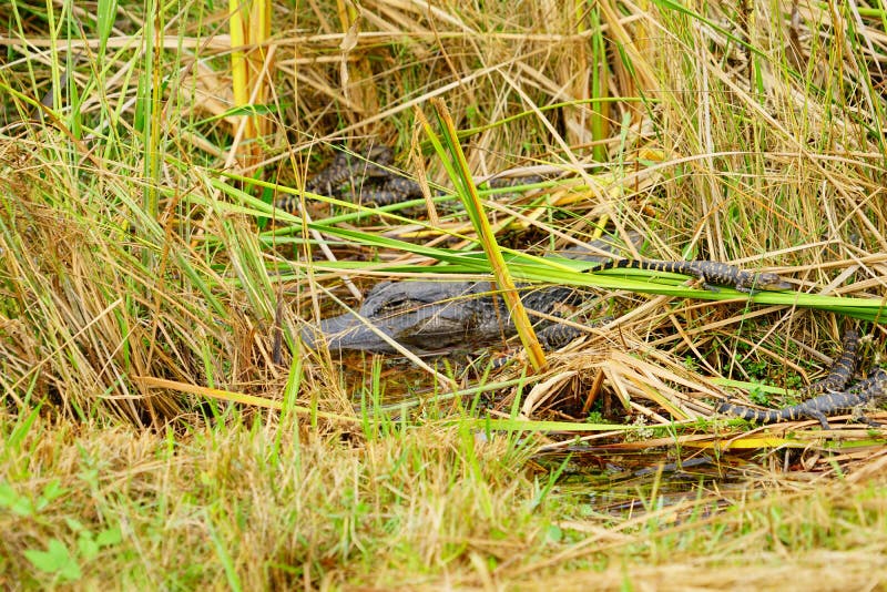 O jacaré do bebê está dormindo fotos de stock