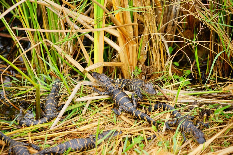 O jacaré do bebê está dormindo fotografia de stock