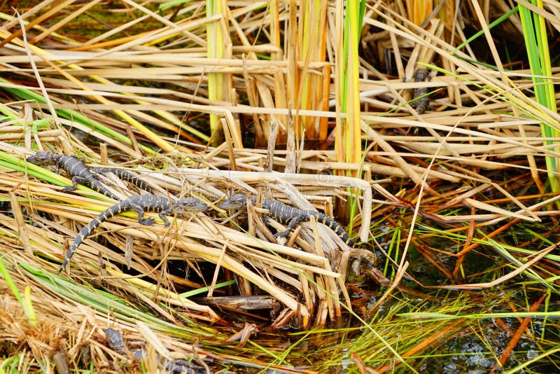 O jacaré do bebê está dormindo imagens de stock