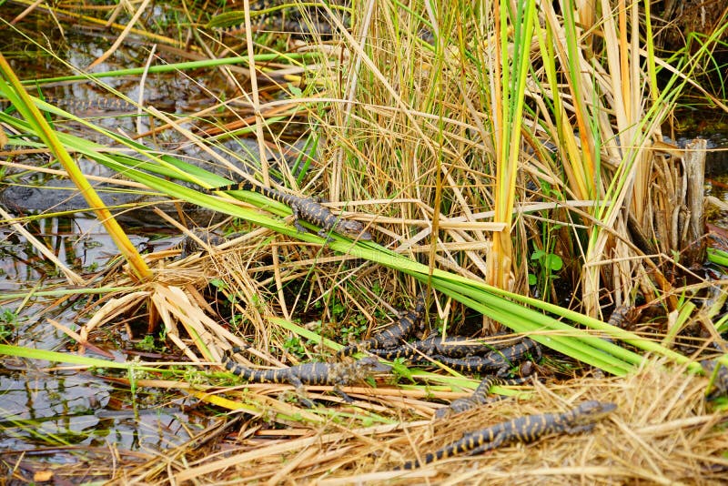 O jacaré do bebê está dormindo imagem de stock
