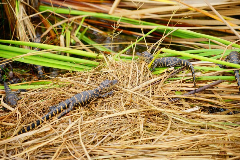 O jacaré do bebê está dormindo imagem de stock royalty free