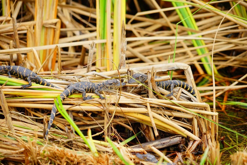 O jacaré do bebê está dormindo imagem de stock royalty free