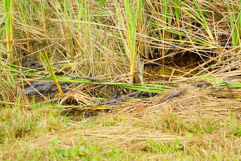 O jacaré do bebê está dormindo fotografia de stock royalty free