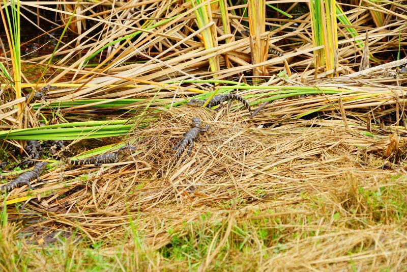 O jacaré do bebê está dormindo imagem de stock