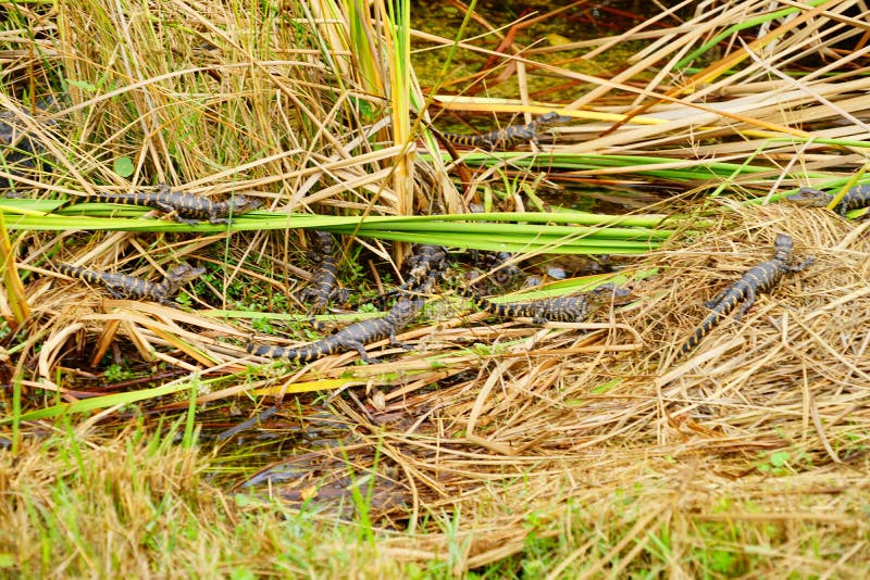 O jacaré do bebê está dormindo imagem de stock
