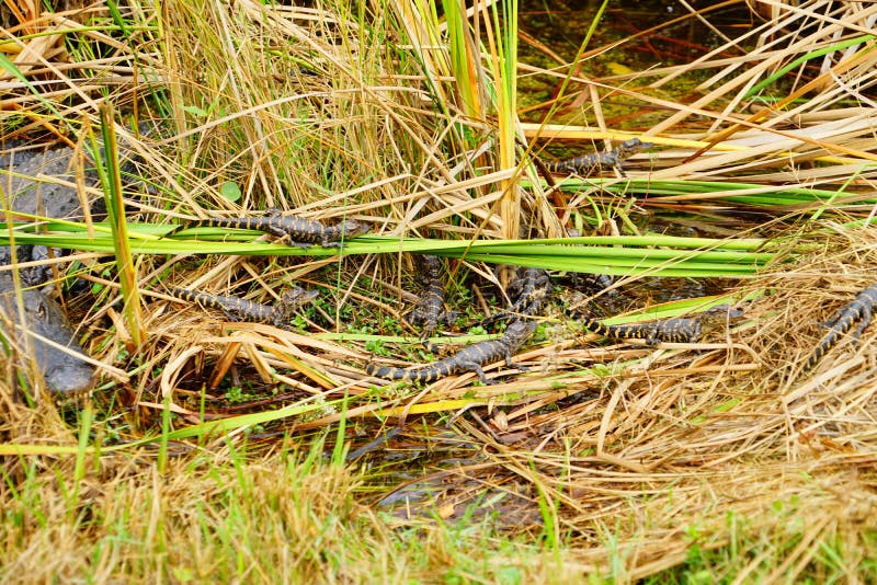 O jacaré do bebê está dormindo foto de stock royalty free