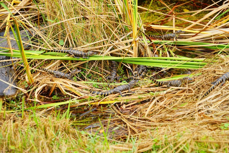 O jacaré do bebê está dormindo imagem de stock