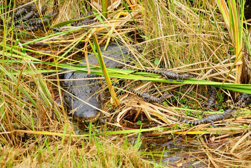O jacaré do bebê está dormindo imagem de stock royalty free