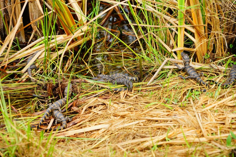 O jacaré do bebê está dormindo imagem de stock royalty free