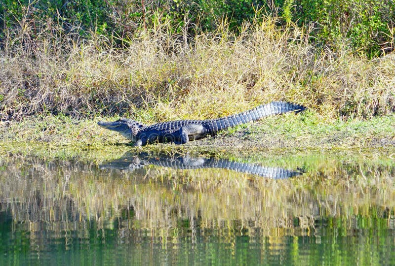 O jacaré está dormindo imagens de stock royalty free