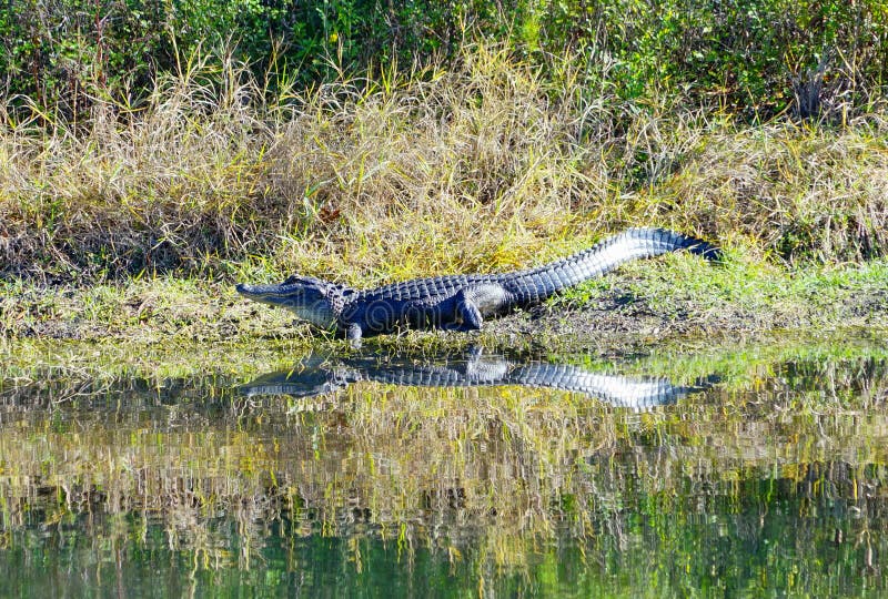 O jacaré está dormindo foto de stock
