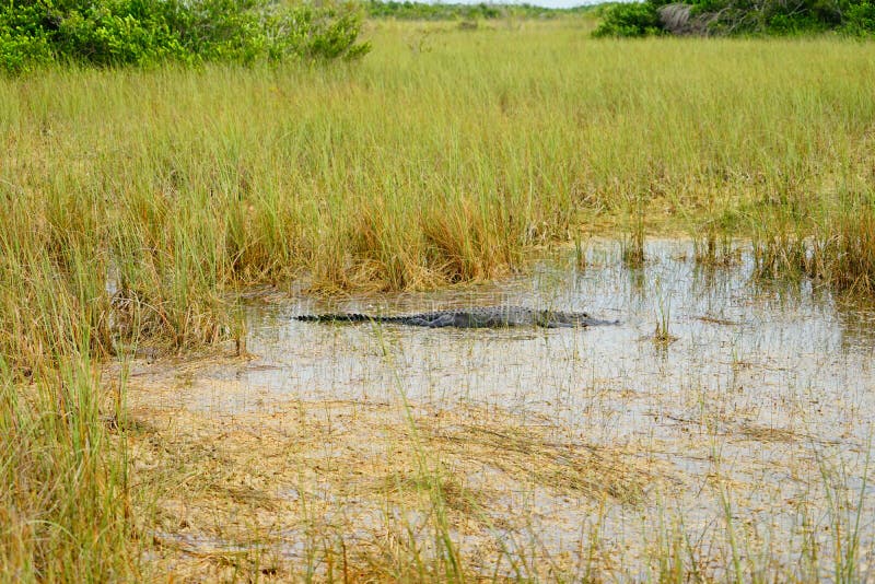 O jacaré está dormindo imagem de stock