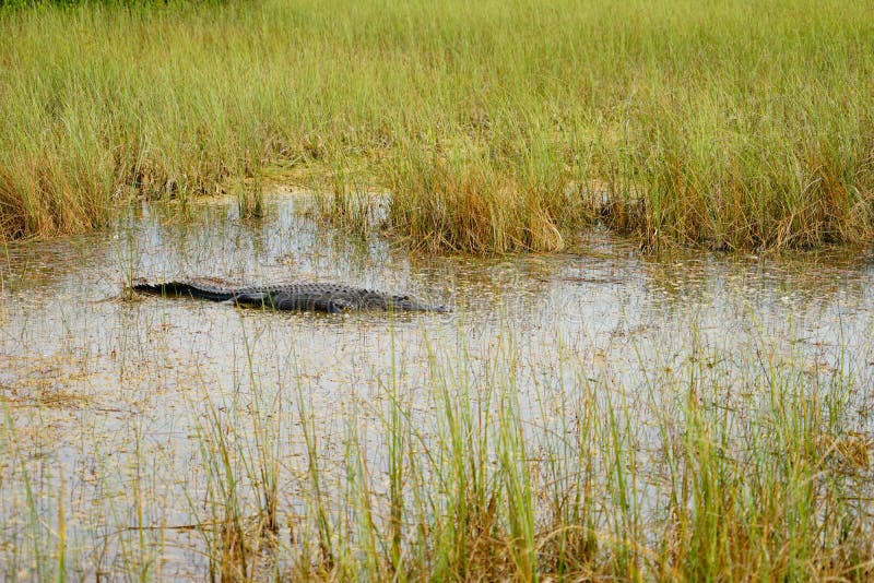 O jacaré está dormindo imagens de stock