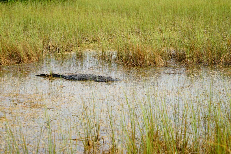 O jacaré está dormindo fotos de stock