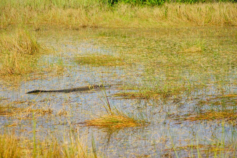 O jacaré está dormindo foto de stock royalty free