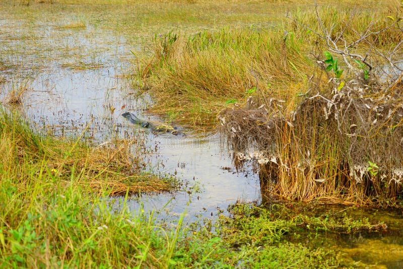 O jacaré está dormindo foto de stock