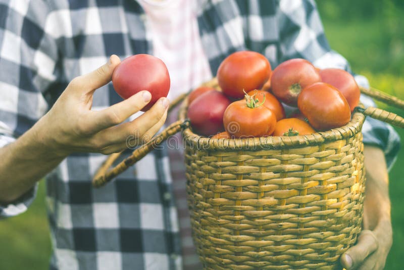 O jardineiro masculino novo do fazendeiro recolhe o tomate na cesta na exploração agrícola ensolarada do verão fotos de stock O jardineiro masculino novo do fazendeiro recolhe o tomate na cesta na exploração agrícola ensolarada do verão fotos de stock
