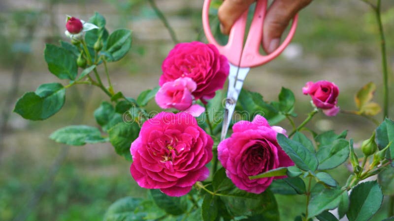 O jardineiro que o corte a murcha aumentou em um jardim botânico