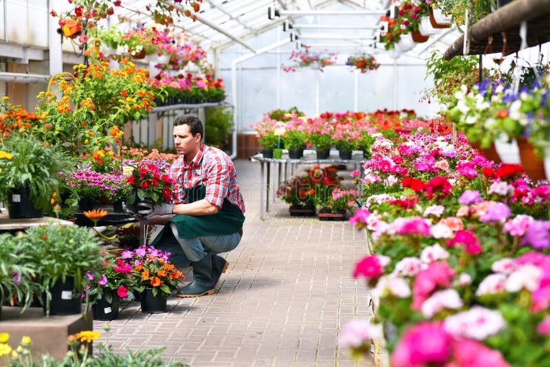 O jardineiro trabalha em uma estufa de um florista foto de stock O jardineiro trabalha em uma estufa de um florista foto de stock