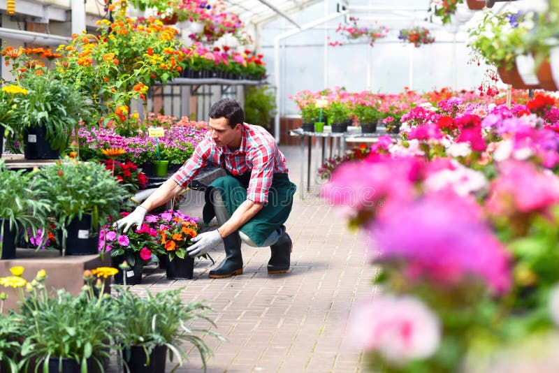O jardineiro trabalha em uma estufa de um florista foto de stock O jardineiro trabalha em uma estufa de um florista foto de stock