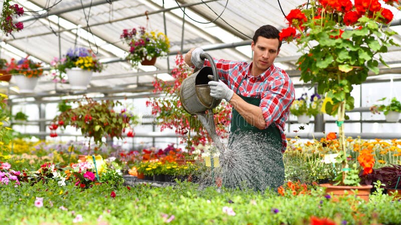 O jardineiro trabalha em uma estufa de um florista - molhar o p fotografia de stock O jardineiro trabalha em uma estufa de um florista - molhar o p fotografia de stock