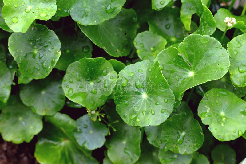 Gotu Kola, Asiatic Pennywort, Centella asiatica, green Leaves with water drop in the garden. Gotu Kola, Asiatic Pennywort, Centella asiatica, green Leaves with water drop in the garden