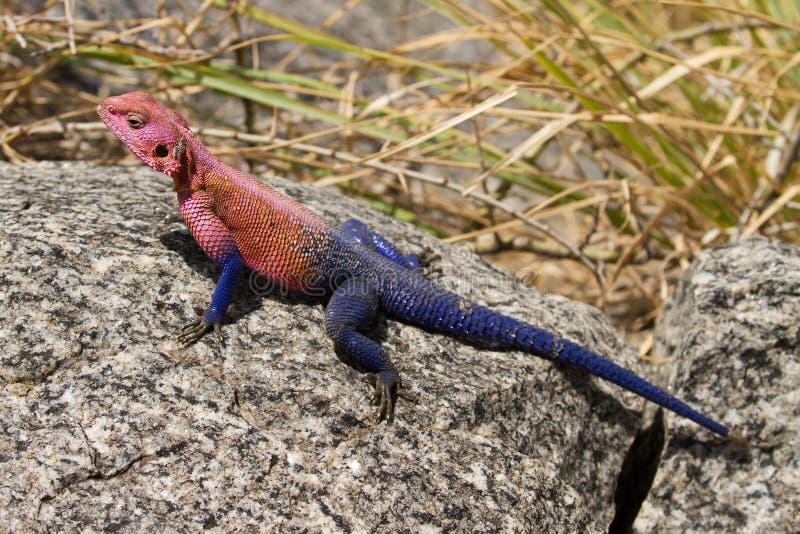 O lagarto de cabeça chata do agamá da rocha de Mwanza imagem de stock