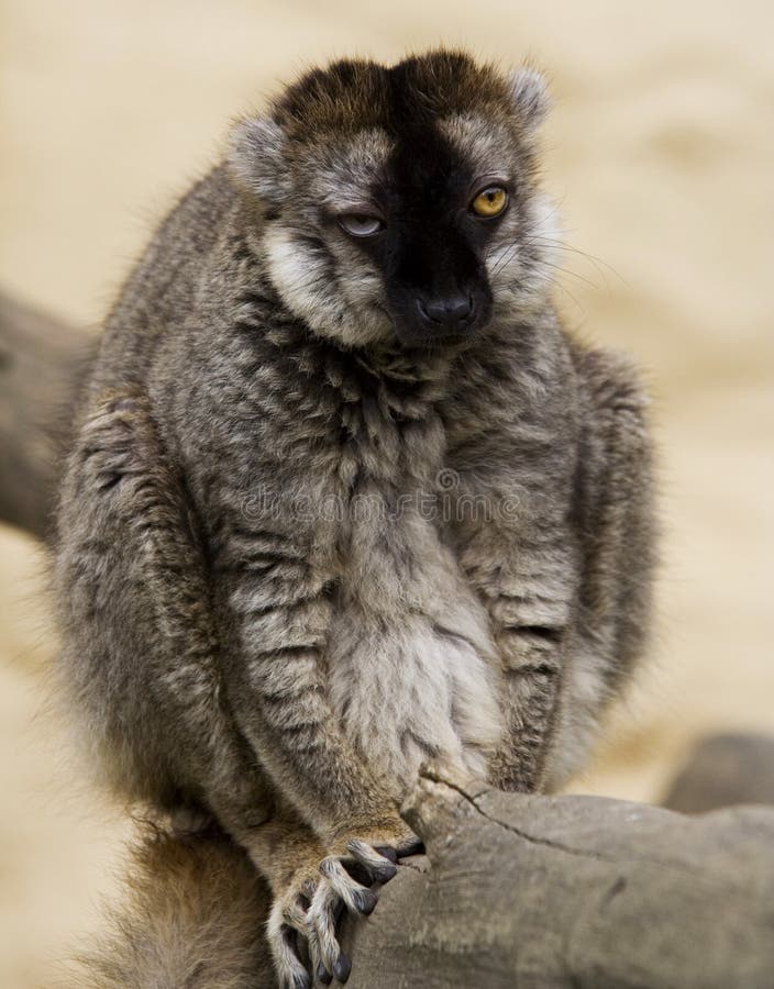 275 Fotos de Stock de Do Feio Macaco - Fotos de Stock Gratuitas e