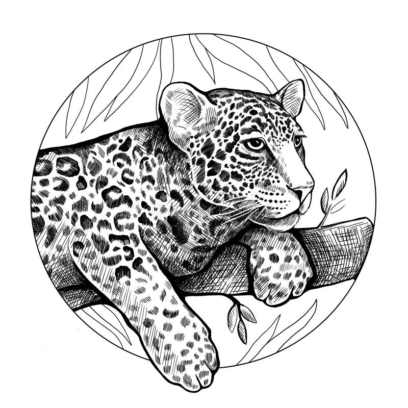 Páginas Para Colorir De Mandala De Leopardo Para Ilustração De Adultos  Desenho Desenhado à Mão Vetor PNG , Ilustração, Desenho, Desenhado à Mão  Imagem PNG e Vetor Para Download Gratuito