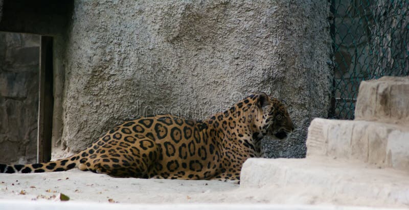 O leopardo é uma das cinco espécies existentes no gênero panthera