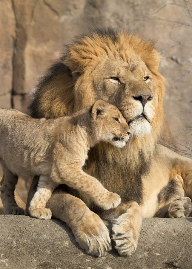 O leão africano masculino é afagado por seu filhote durante um momento afetuoso