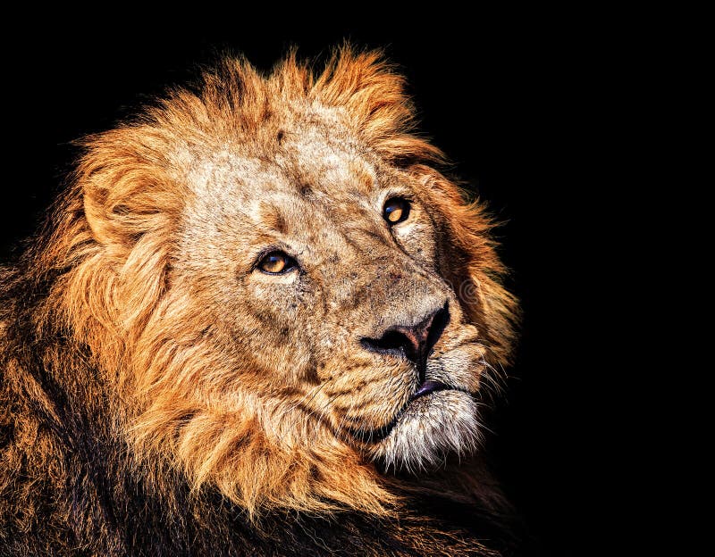 The closeup portrait of an Asiatic lion. The closeup portrait of an Asiatic lion