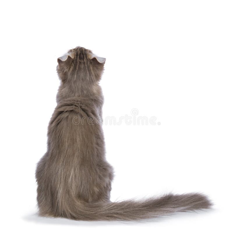 O lilás blotched o gatinho americano da onda isolado no branco imagem de stock O lilás blotched o gatinho americano da onda isolado no branco imagem de stock