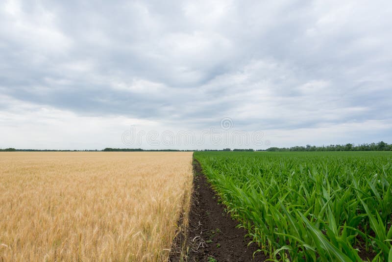 O limite coloca com amadurecimento da colheita de grão, centeio, trigo ou a cevada, os campos esverdeia com milho crescente