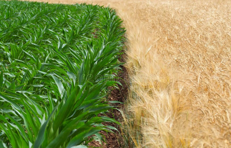 O limite entre um campo verde do milho e um campo de trigo dourado na extremidade de mola