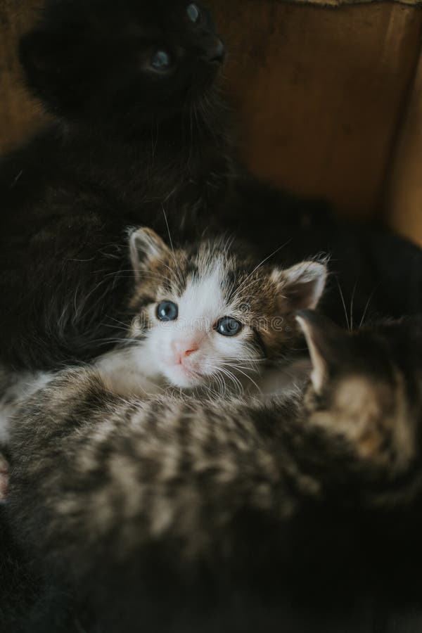O lovitură verticală de triplet de pisicuțe drăguțe, așezate împreună pe un pat royalty free stock photo