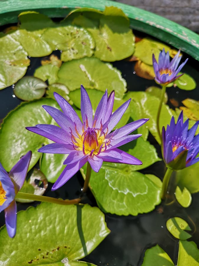 O lótus roxo floresce à luz da manhã, o ar é muito fresco imagem de stock O lótus roxo floresce à luz da manhã, o ar é muito fresco imagem de stock