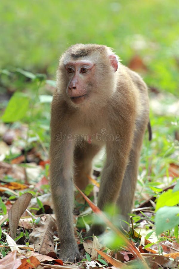 19,594 Fotos de Stock de Macaco Branco Da Cara - Fotos de Stock